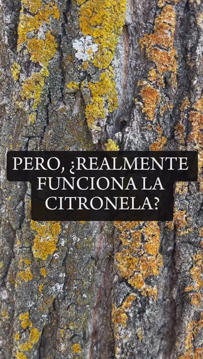 Citronela